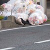ゴミ袋とカラス
