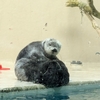 癒しの水族館