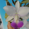 Cattleya walkeriana  f.semi-alba   'H&R'  HCC/JOS