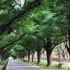 爽やかな初夏の風で火曜日の朝 （＾Ｏ＾☆♪　