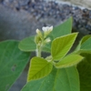 枝豆の花