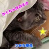 きなこちゃんとミケ茶、つみれちゃんがいっぱい25　猫3匹と暮らす夫婦