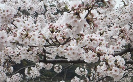 記事を見る