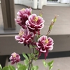 オダマキの花が咲いてきました