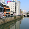 名古屋の桜