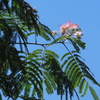 夏の手前の短歌と俳句　withねむの花