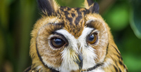 『掛川花鳥園』あのハシビロコウさえ動く”日本一の鳥の楽園”