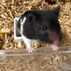 くろごまあん228日目