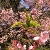 桜餅の葉っぱは食べる派、それとも食べない派?