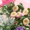 ワイルドプランツ吉村さんのお花たち　とマトリカリアのお話。