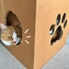 今年のお膝猫さんは終了ですか？