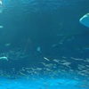 【鹿児島】いおワールドかごしま水族館に行ってきた！