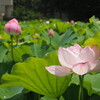 上野公園不忍池で蓮の花鑑賞｜開花状況、見頃、開花時間は何時！？（東京都台東区）