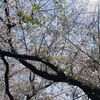 葉桜愛でる、清明のころ。