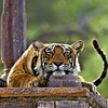 Know About Ranthambore National Park