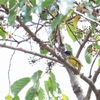 ズグロヒヨドリ Black-headed Bulbul