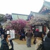 【京都府　京都】　北野天満宮　平野神社　仁和寺　龍安寺　妙心寺　二条城　神泉苑