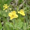 初夏の海上の森