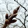 マイ桜の定点観測