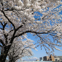 岩手山と川沿いの桜