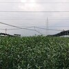 茶畑