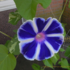 6枚花弁のあさがお　朝顔　morning glory