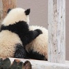 お花見を兼ねた、子ども達との上野動物園散策！