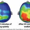 座ったままの脳 vs 20分歩いた後の脳。どっちが活性化される？