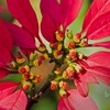 クリスマスの花