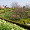 河津桜のある風景