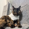 じゅんびばんたんっ。