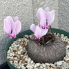 クリスマスのぎっくり腰と今年育てた植物