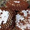 スズメバチの巣がオゥチに…⚡🐝(・Θ・。)