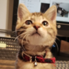 猫の目 続報