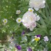 花が咲くまでどんなチューリップを植えたか忘れていた