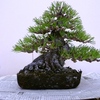 <span itemprop="headline">黒松の植え替え</span>