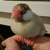 換羽期の文鳥