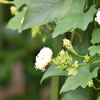 素麺のような花？？