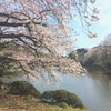 新宿御苑の桜