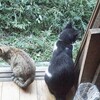 猫の顔つきについての一考察