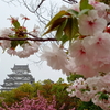 姫路城　シロトピア公園　八重桜