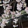 慶恩寺「しだれ桜」