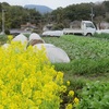 今週の野菜