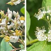 梅雨時は，花が少ない印象ですが，余り目立たない花たちがしっかり開花しています．特に「花より実が目立つ」ものを集めてみました．撮影場所は，わが家，お向かいさん，そしておんめさま（鎌倉大巧寺）です．かなりよく知られている花もありますが，余り見たことのない花も．  お分かりになりますか？