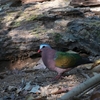 キンバト Emerald Dove