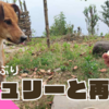 ジュリーとの再会🐶