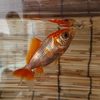 赤点は飼い主(前編)