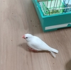 個性的すぎる文鳥達