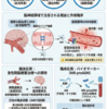 アドレノメデュリン（AM）と脳神経領域への応用 ― 血管を守るペプチドの可能性
