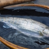 東北は魚が少ない北海道のよう。